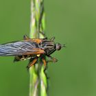 Gewürfelte Tanzfliege - EMPIS tessellata