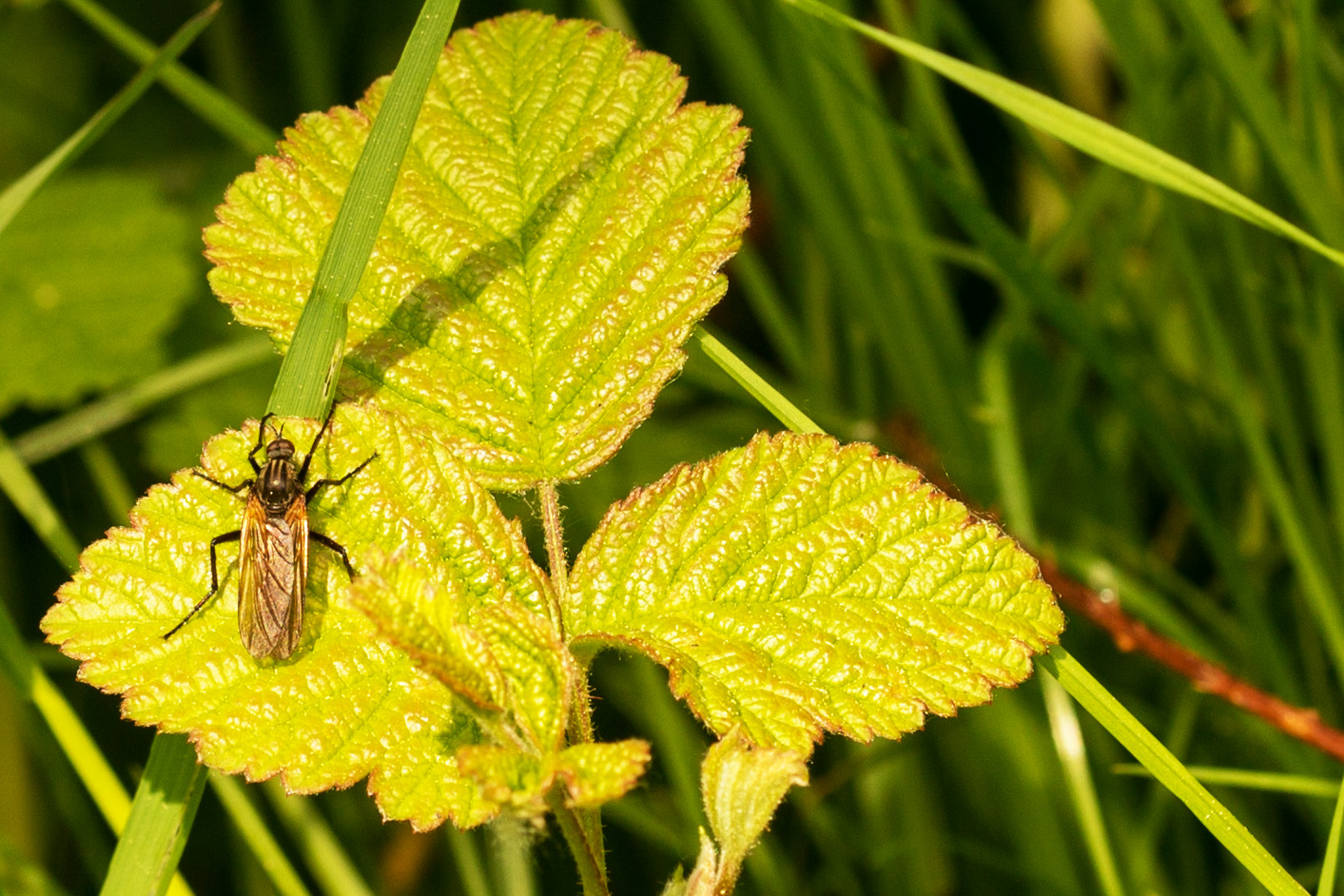 Gewürfelte Tanzfliege (Empis tessellata)