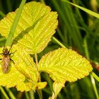 Gewürfelte Tanzfliege (Empis tessellata)