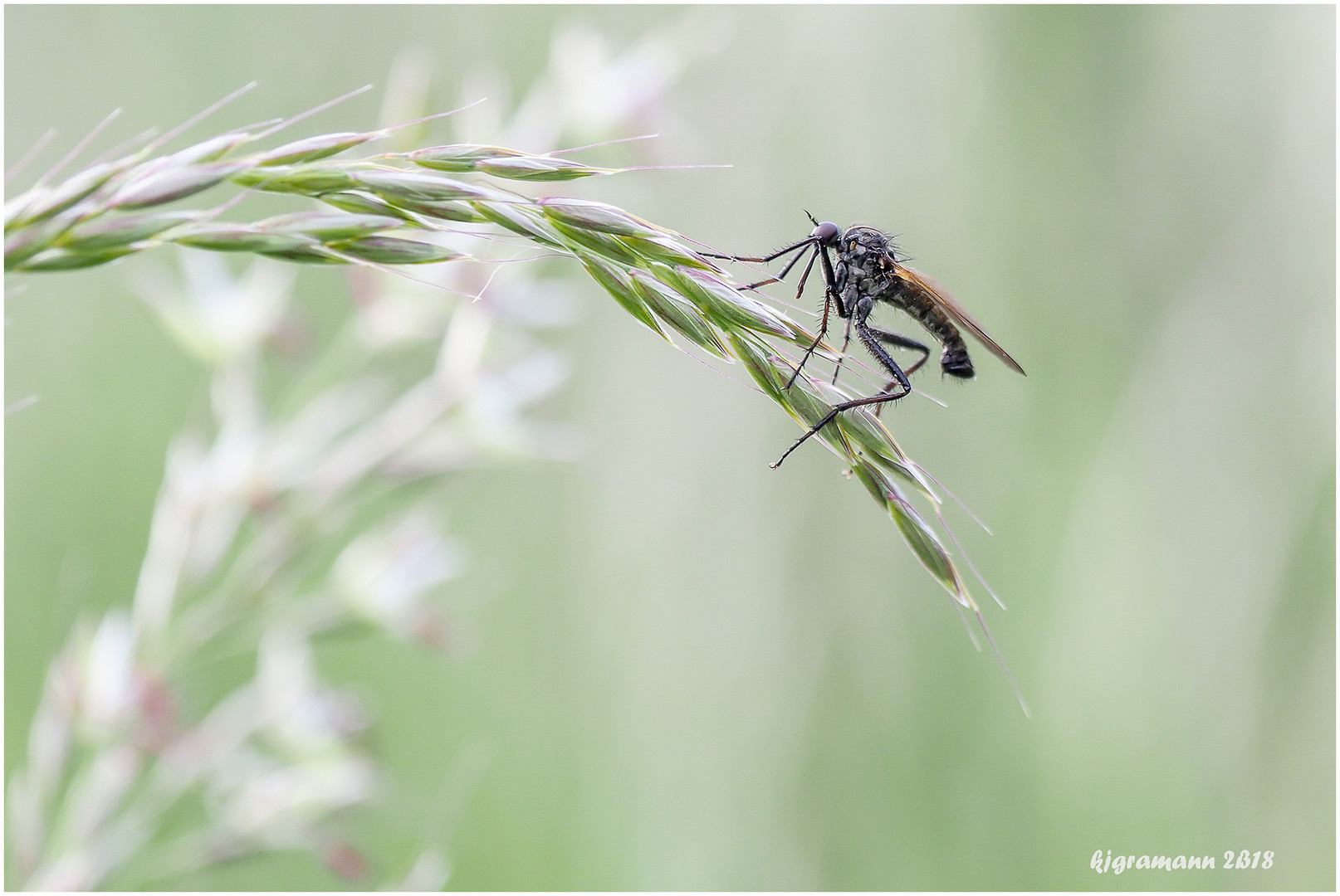 gewürfelte tanzfliege (empis tessellata) ......