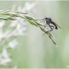 gewürfelte tanzfliege (empis tessellata) ......