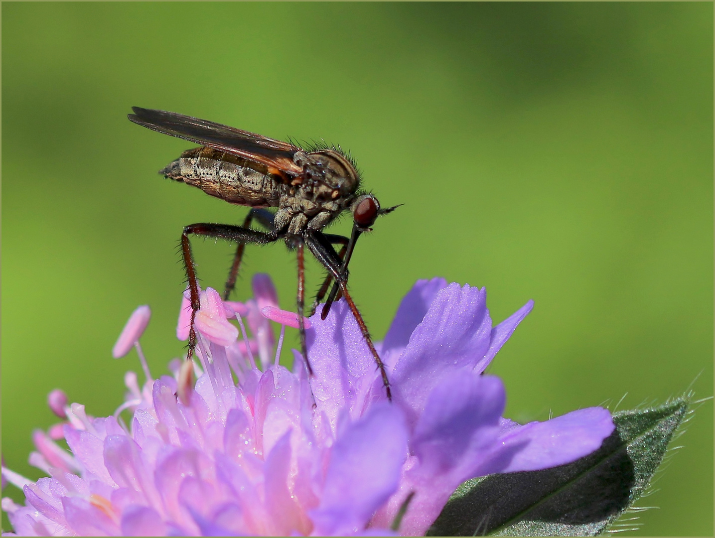 Gewürfelte Tanzfliege (Empis tessellata).