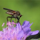 Gewürfelte Tanzfliege (Empis tessellata).