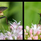 Gewürfelte Tanzfliege (Empis tessellata)