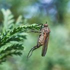 Gewürfelte Tanzfliege (Empis tessellata)