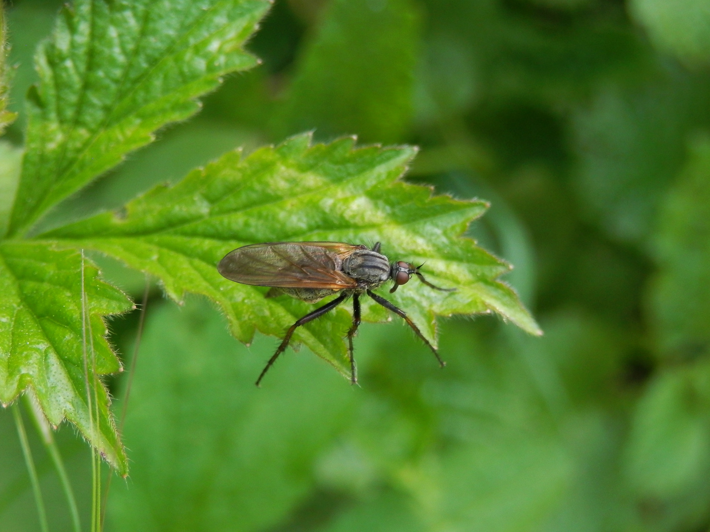 Gewürfelte Tanzfliege (Empis tessellata)