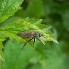 Gewürfelte Tanzfliege (Empis tessellata)