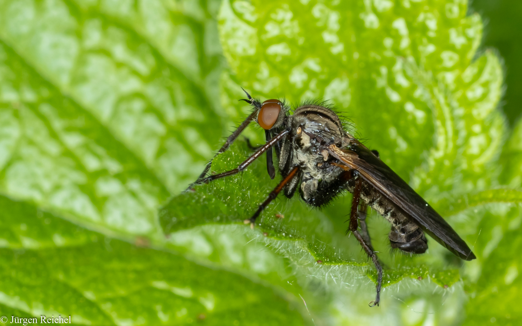 Gewürfelte Tanzfliege (Empis tessellata) 