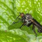 Gewürfelte Tanzfliege (Empis tessellata) 