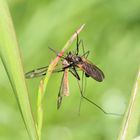 gewürfelte Tanzfliege mit Beute