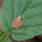 Gewürfelter Obstbaumwickler (Pandemis corylana)