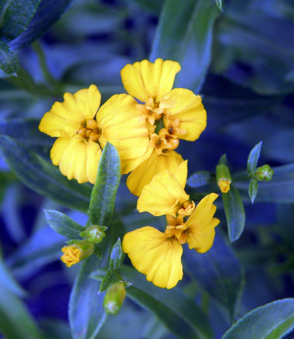 GewürzTagetes (Tagetes lucida) Foto & Bild pflanzen, pilze