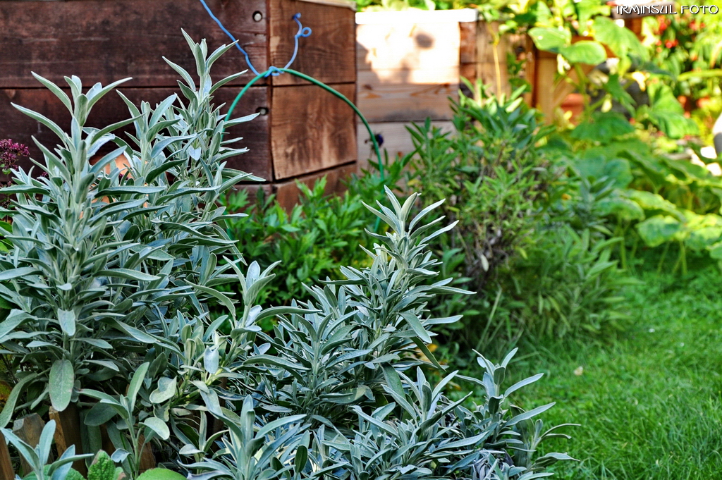 Gewürze im Garten