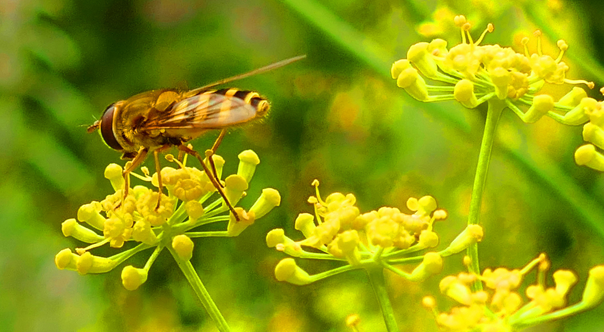 Gewürzfenchel