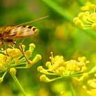 Gewürzfenchel