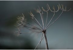 Gewürzfenchel