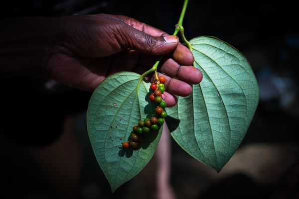 Gewürzgarten - Pfeffer - Sri Lanka