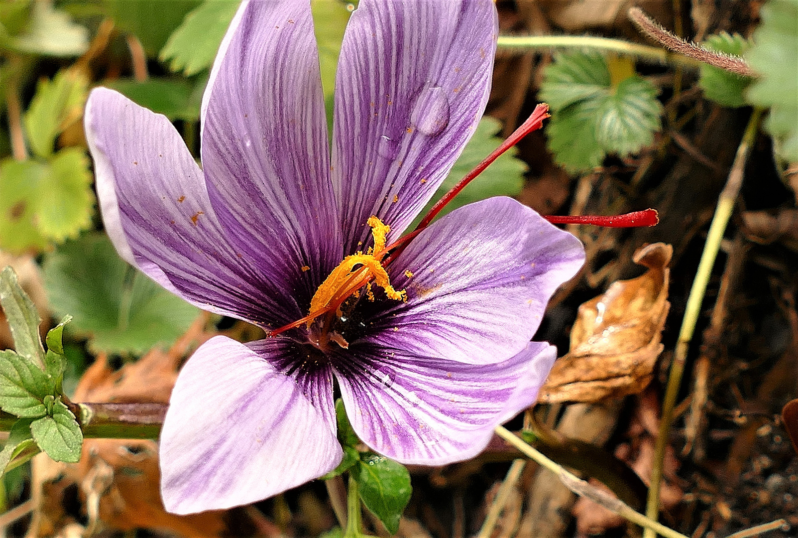 Gewürzgold in meinem Garten