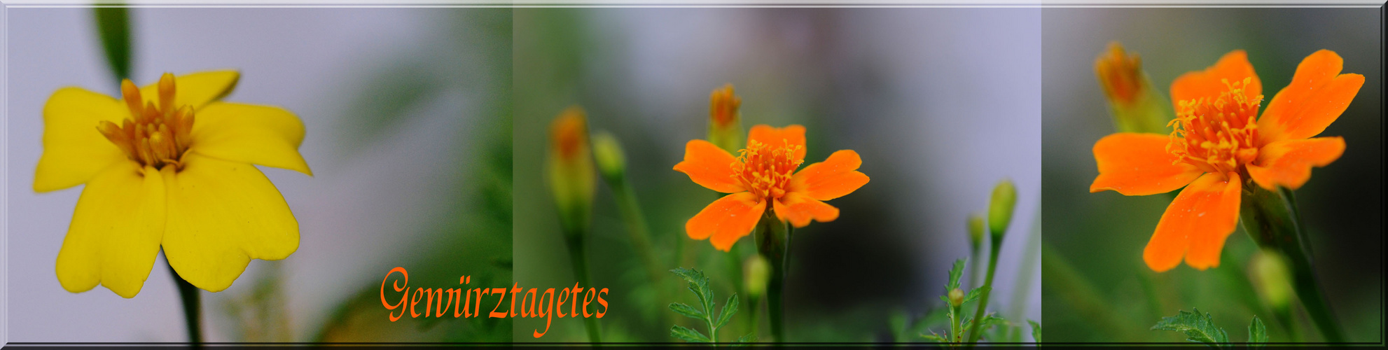 Gewürztagetes