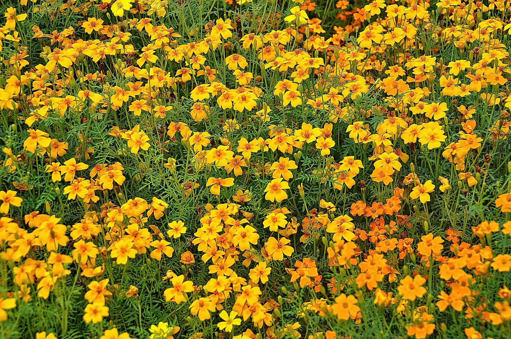 Gewürztagetes