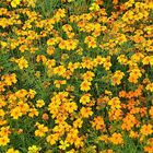 Gewürztagetes