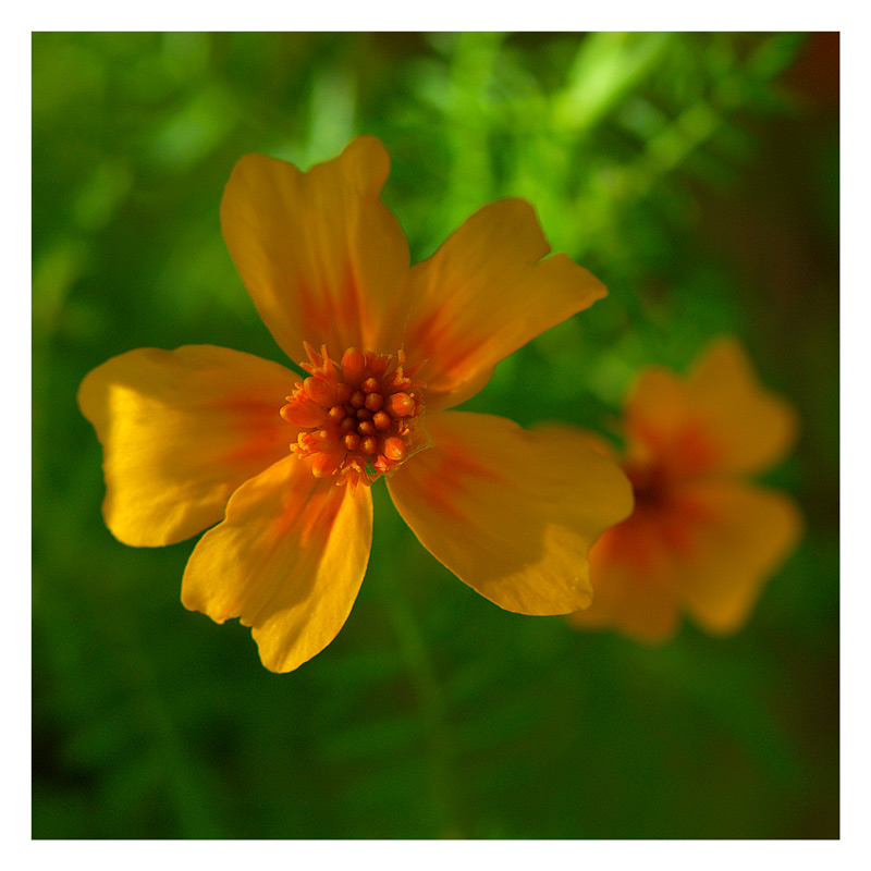 Gewürztagetes