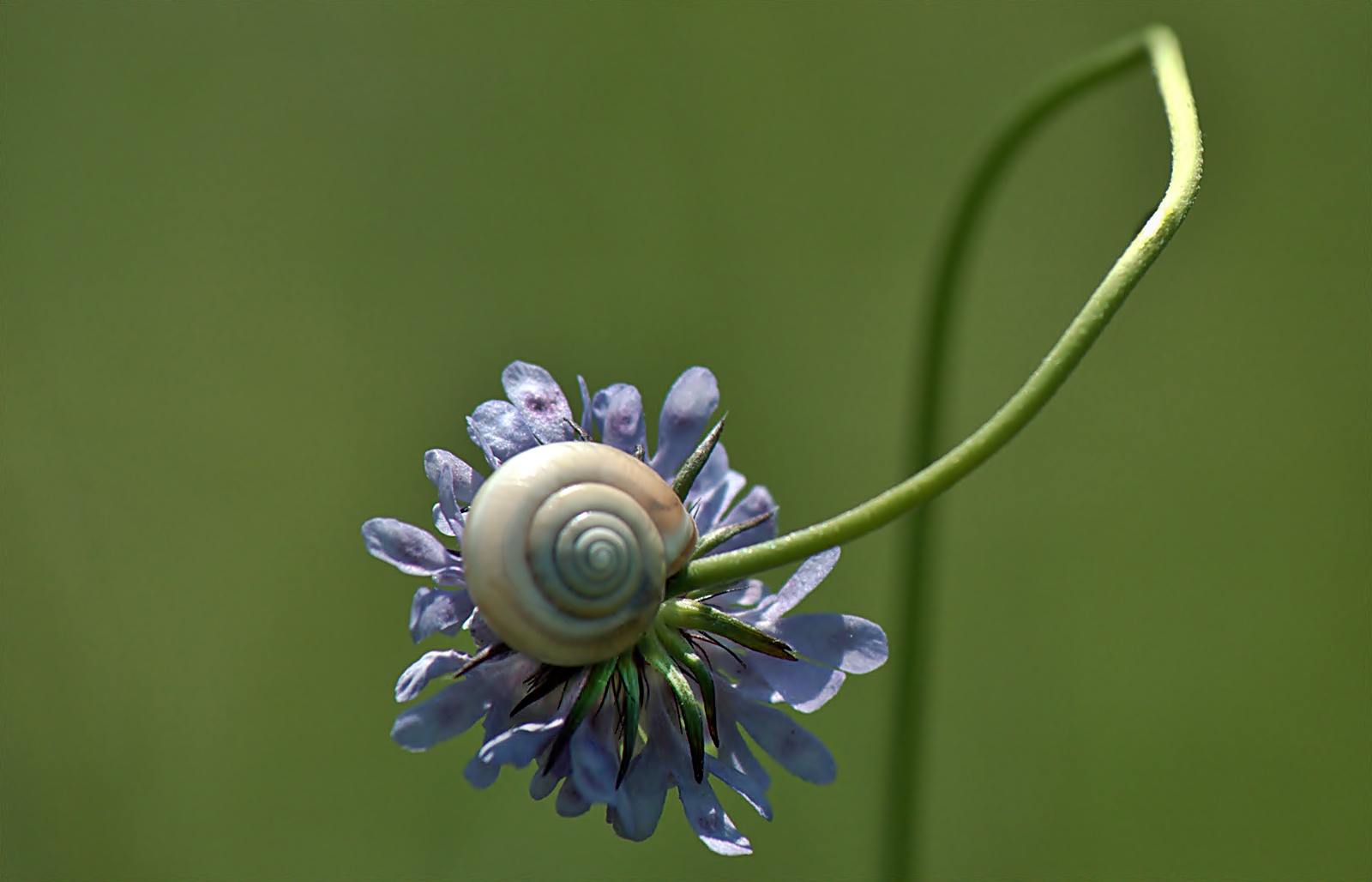 ~~~ gewunden und gedreht ~~~