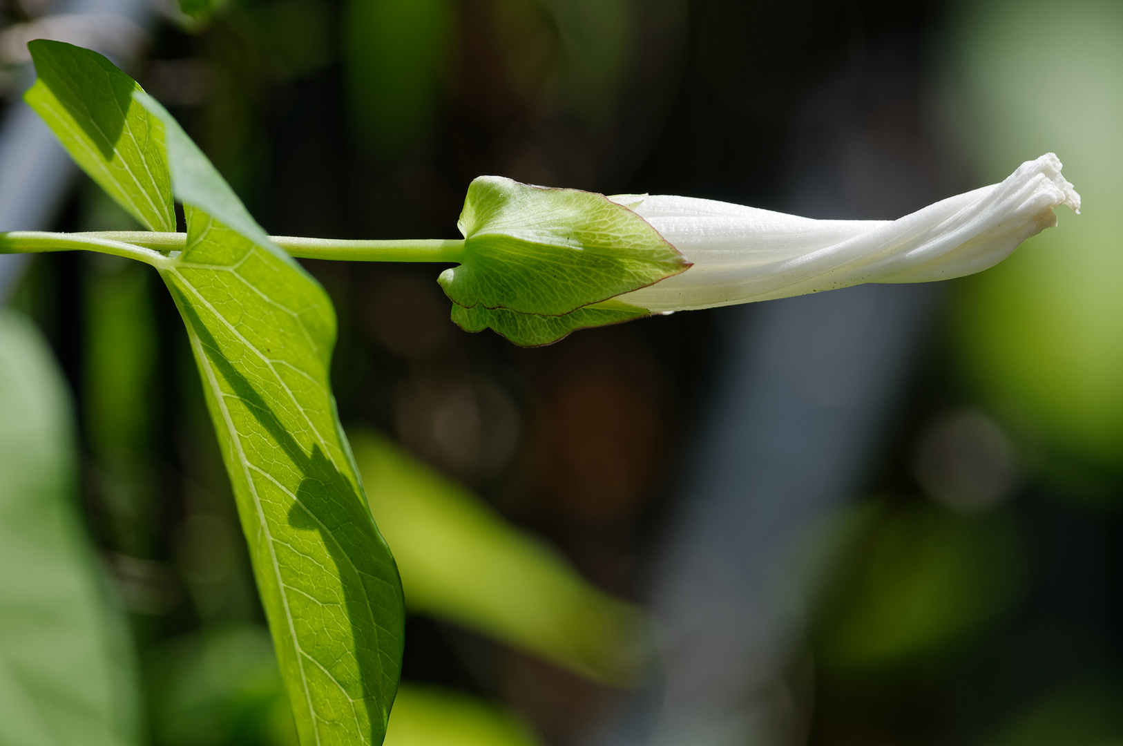 gewundene Blüte 