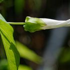 gewundene Blüte 