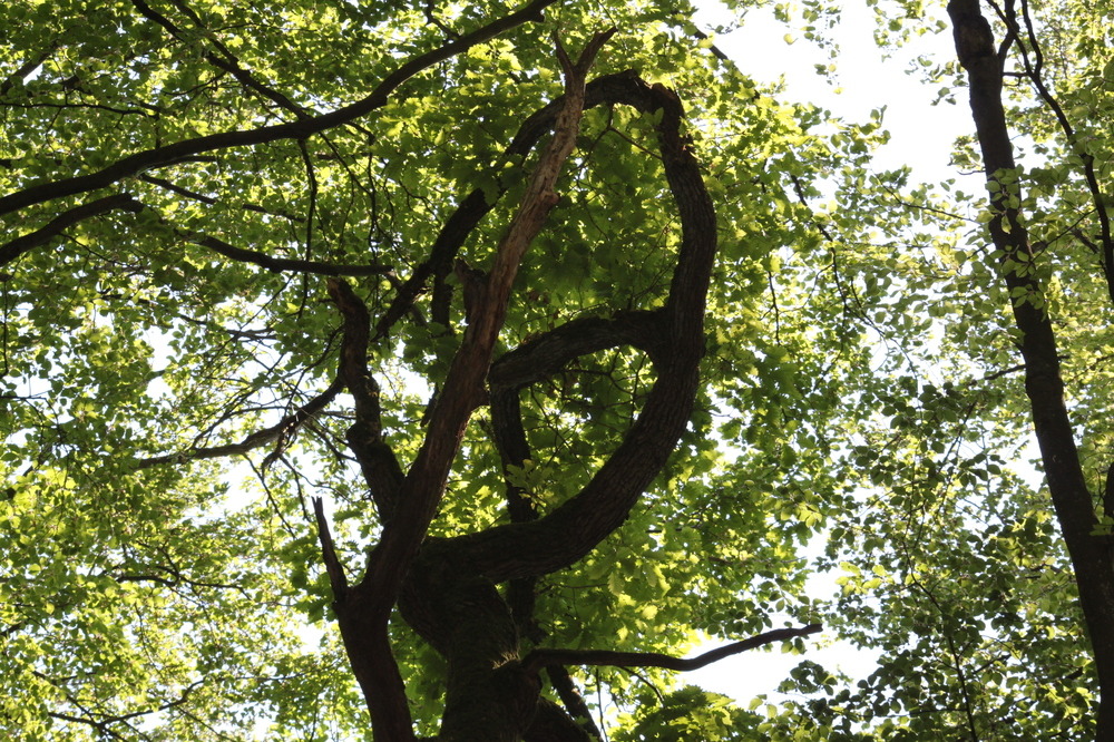 gewundener Baum