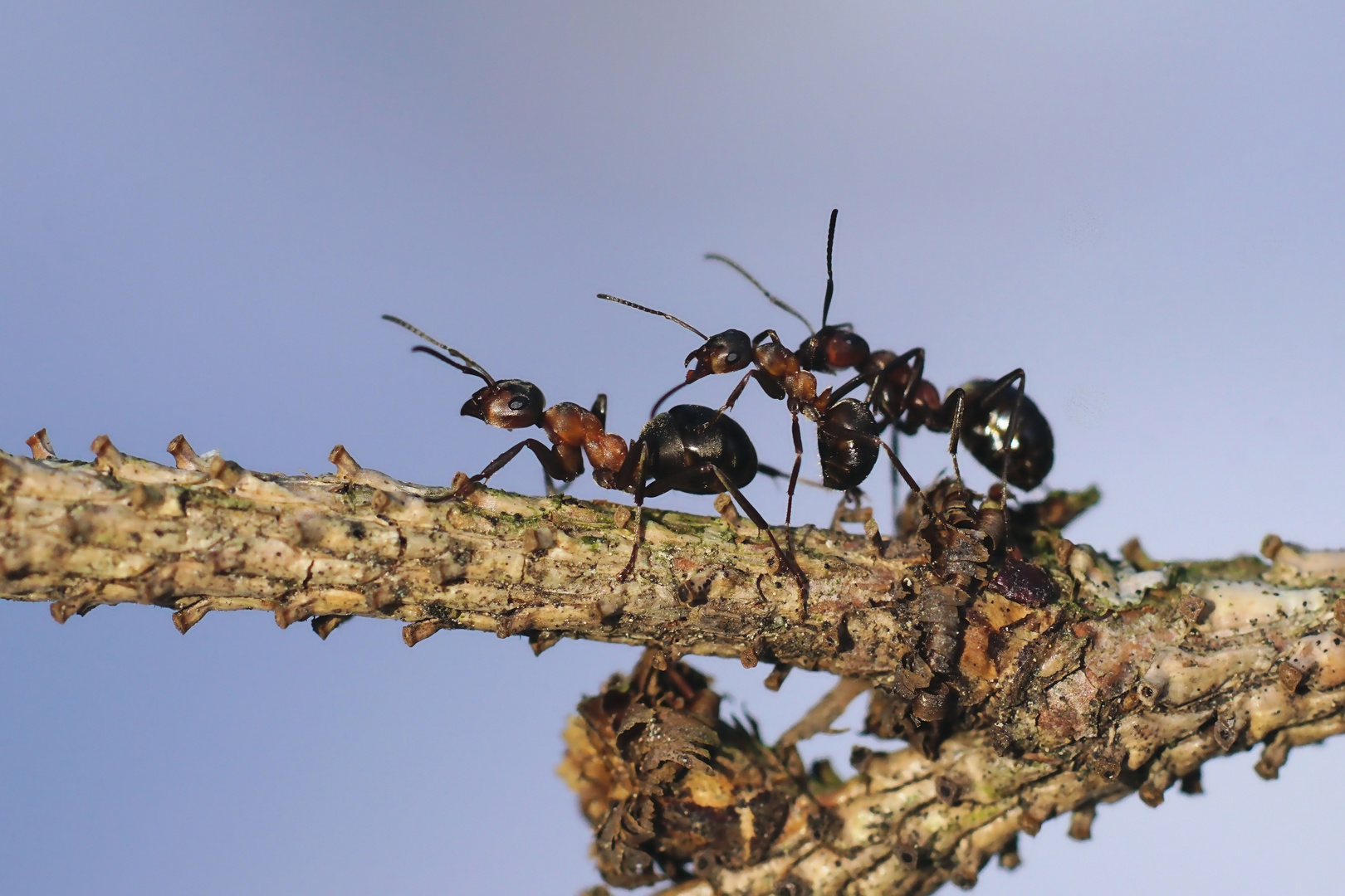 Gewusel Foto & Bild tiere, wildlife, insekten Bilder auf