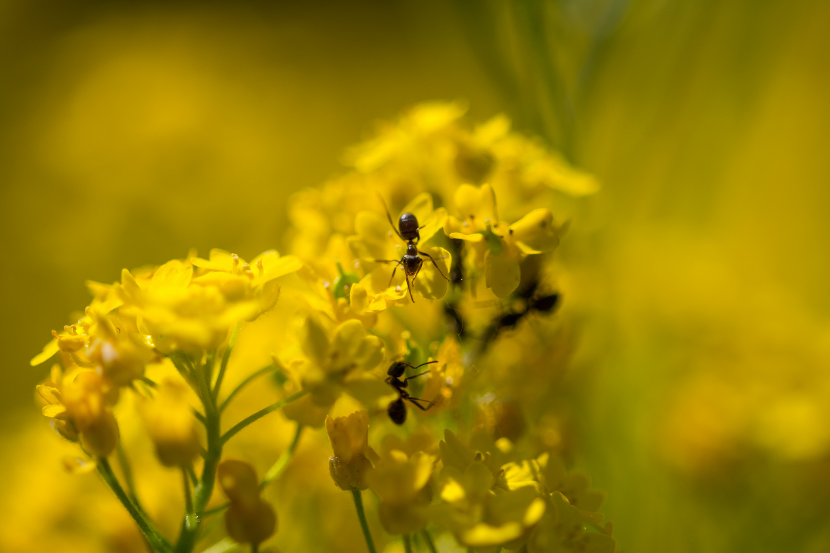 Gewusel auf der Blume