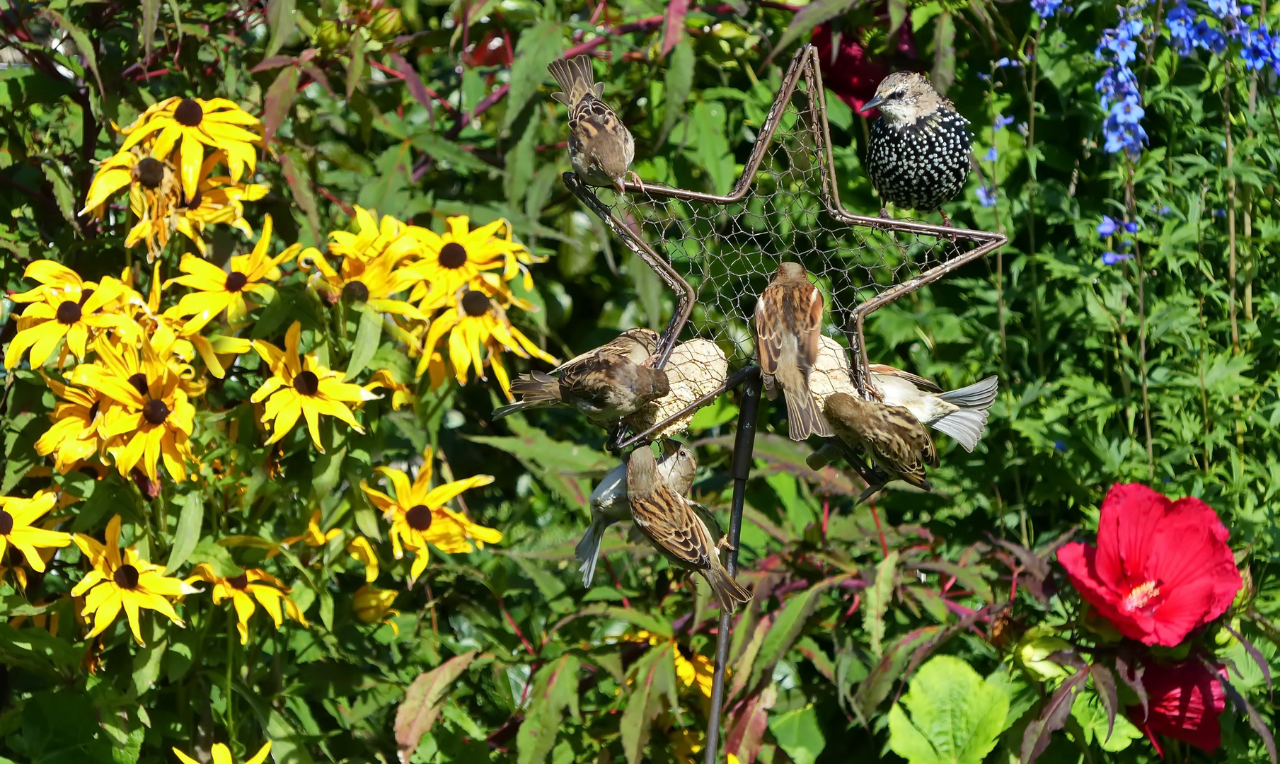 Gewusel im Bauerngarten