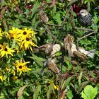 Gewusel im Bauerngarten