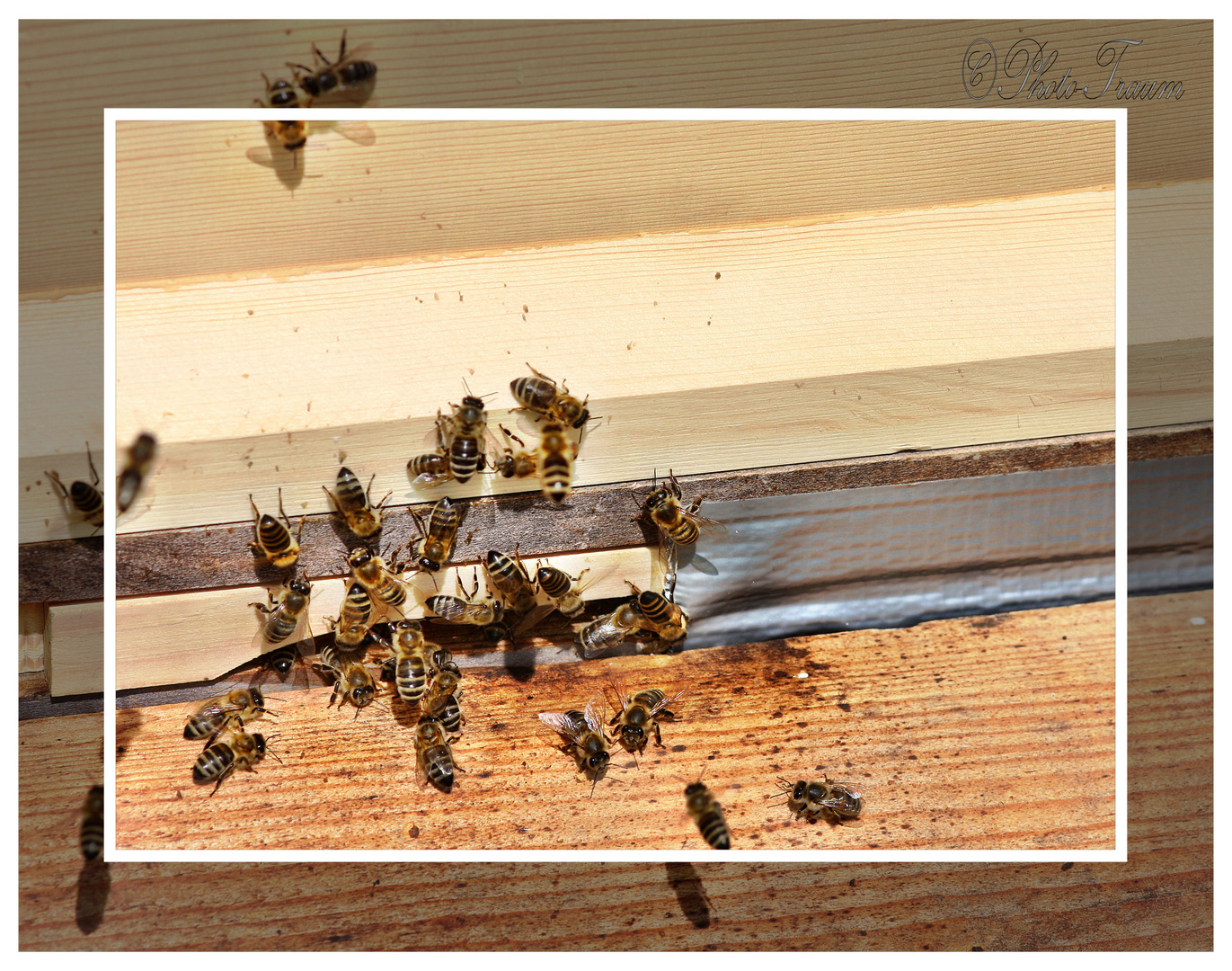 Gewussel im Bienenstock