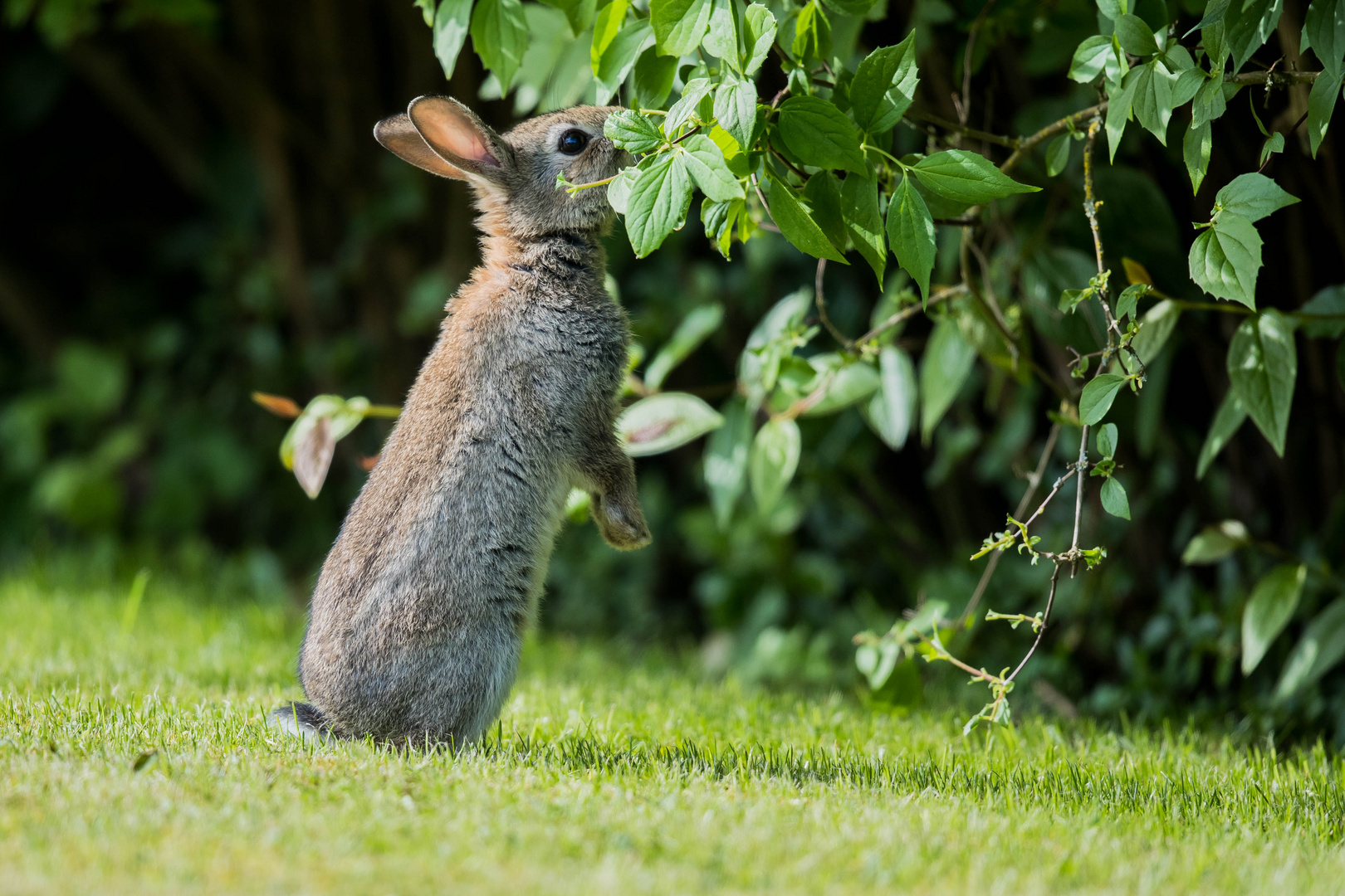 gewußt wie, oben hängen die saftigen, jungen Blätter