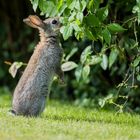 gewußt wie, oben hängen die saftigen, jungen Blätter