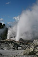 Geysir in Te Puia III