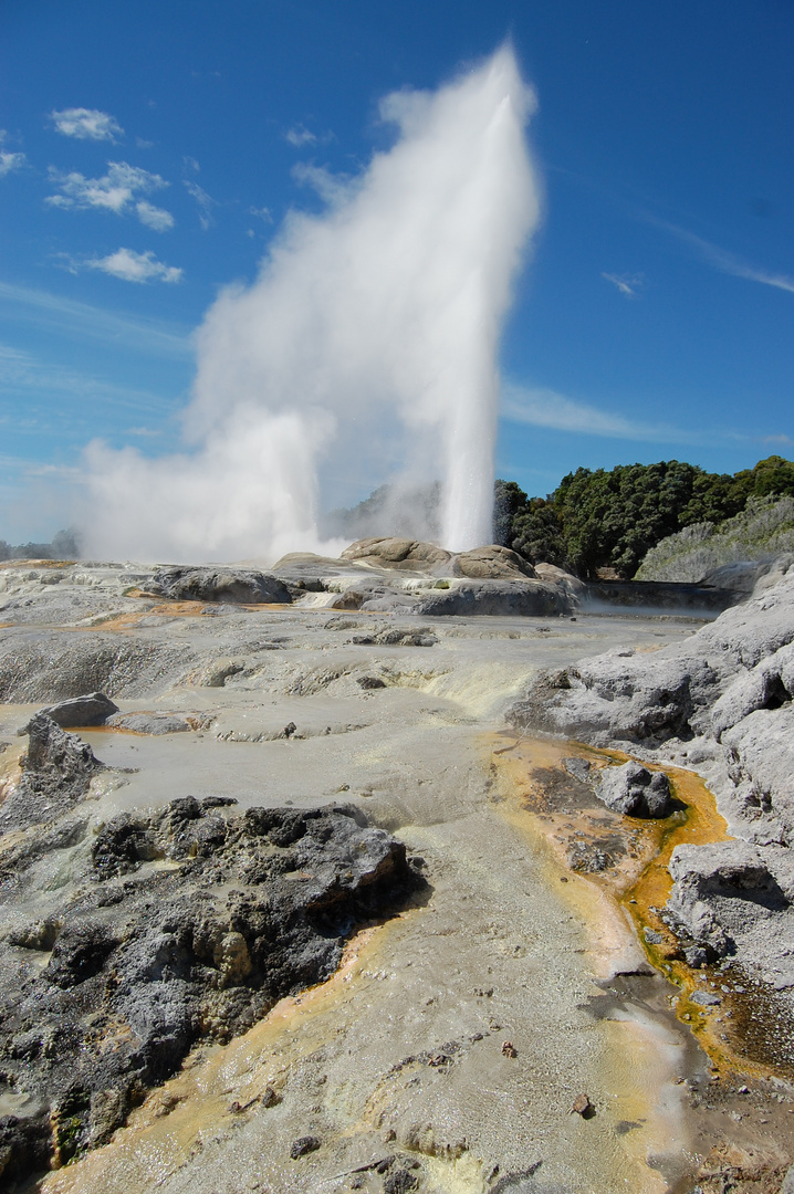 Geysir Neuseeland