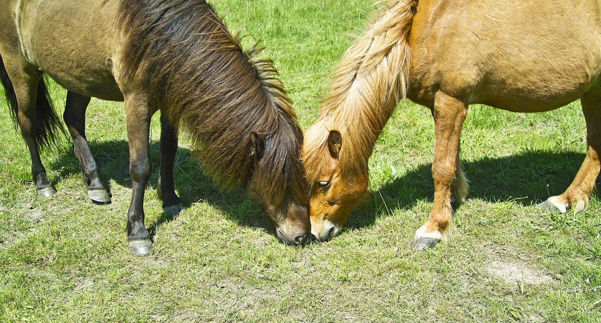 Geysir und Olli fressen einträchtig.