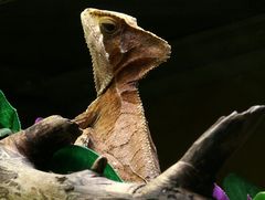 GEZACKTER HELMLEGUAN?ZOO AUGSBURG