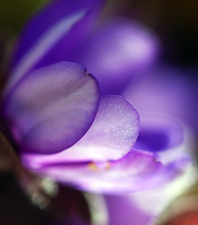 "Gezacktes" Leberblümchen