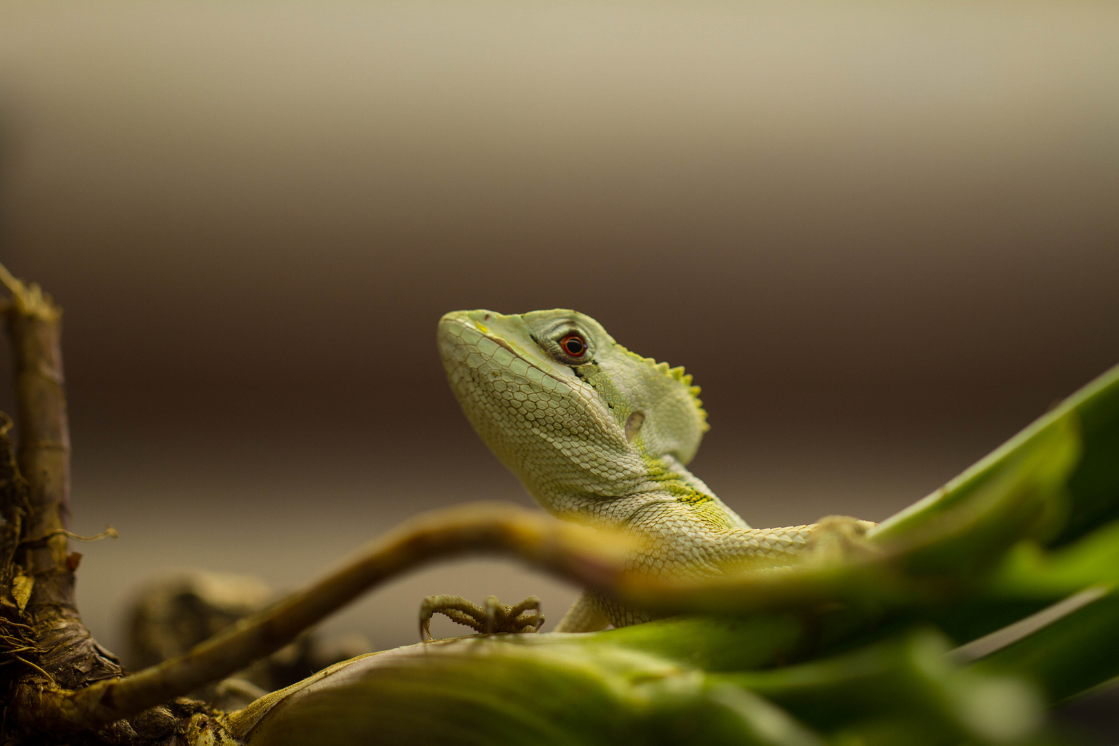 Gezähnter Kronenbasilisk