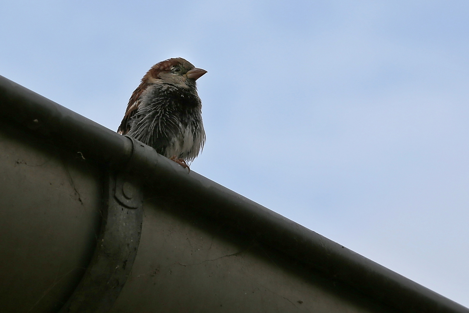 Gezauster Spatz (2014_10_16_EOS 6D_7205_ji)