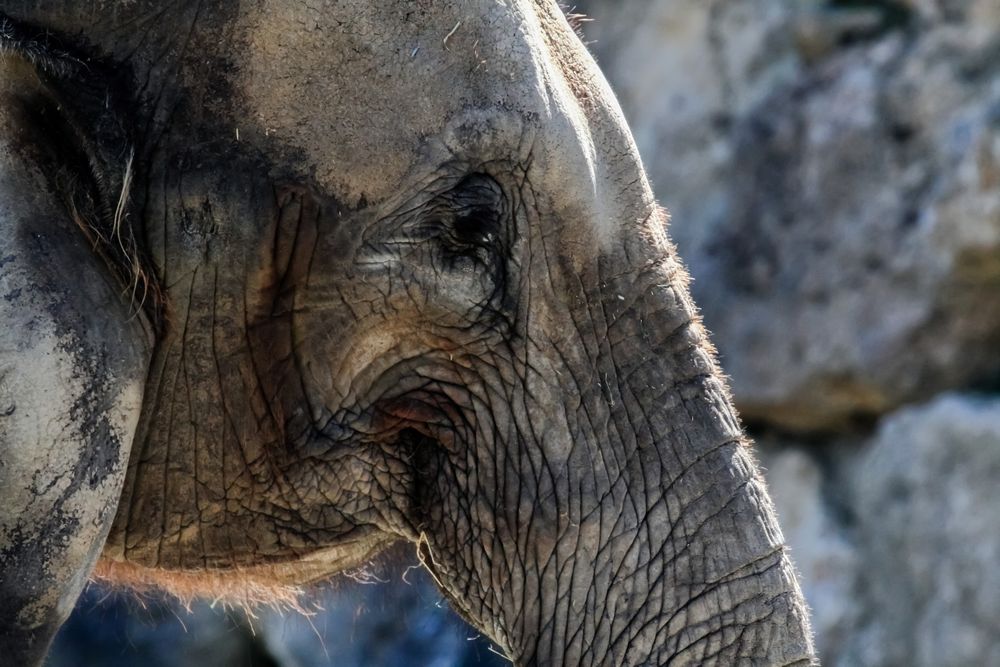Gezeichnet Foto & Bild | tiere, zoo, wildpark & falknerei, säugetiere