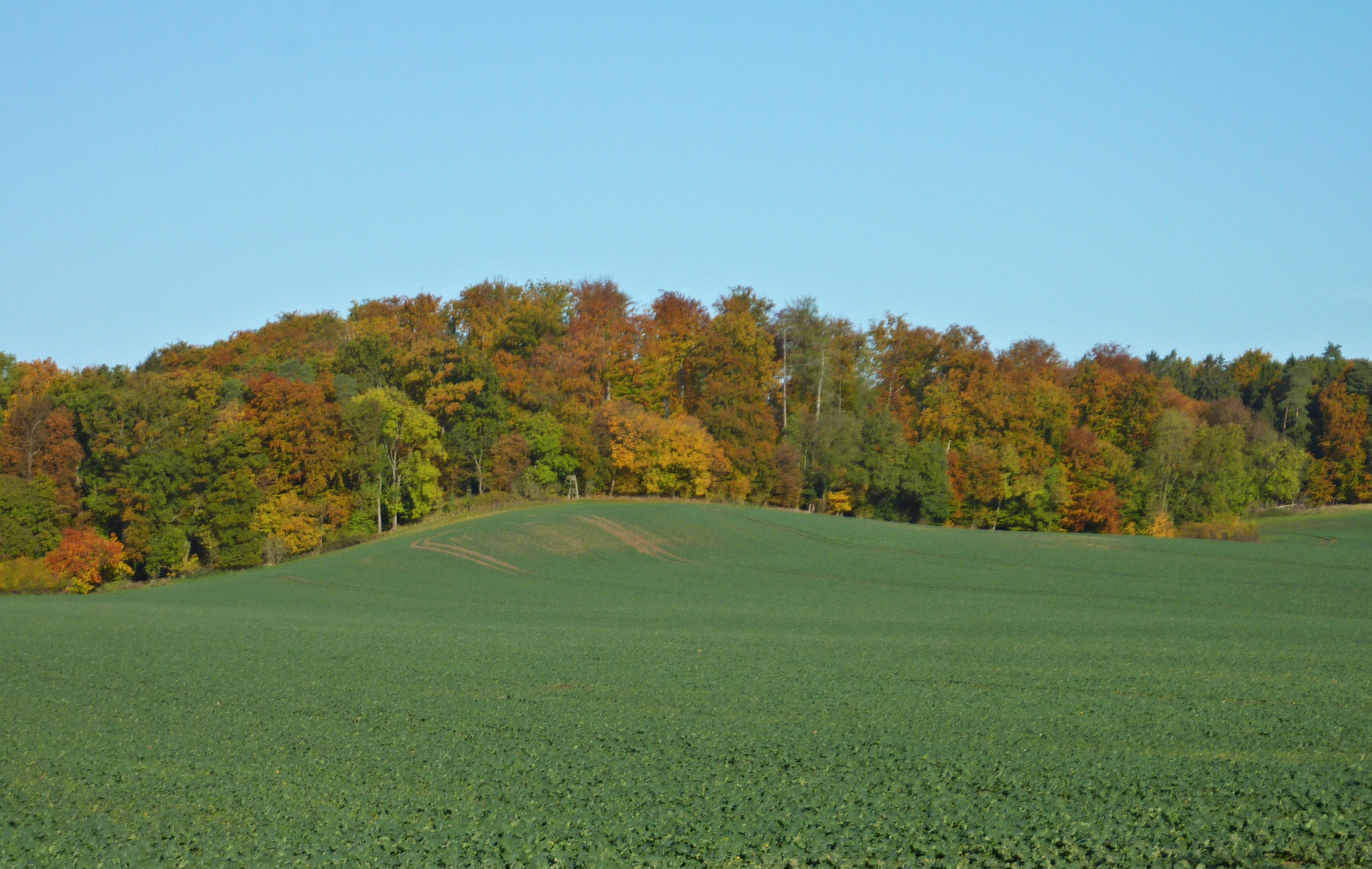 Gezeichnet: Maler Herbst