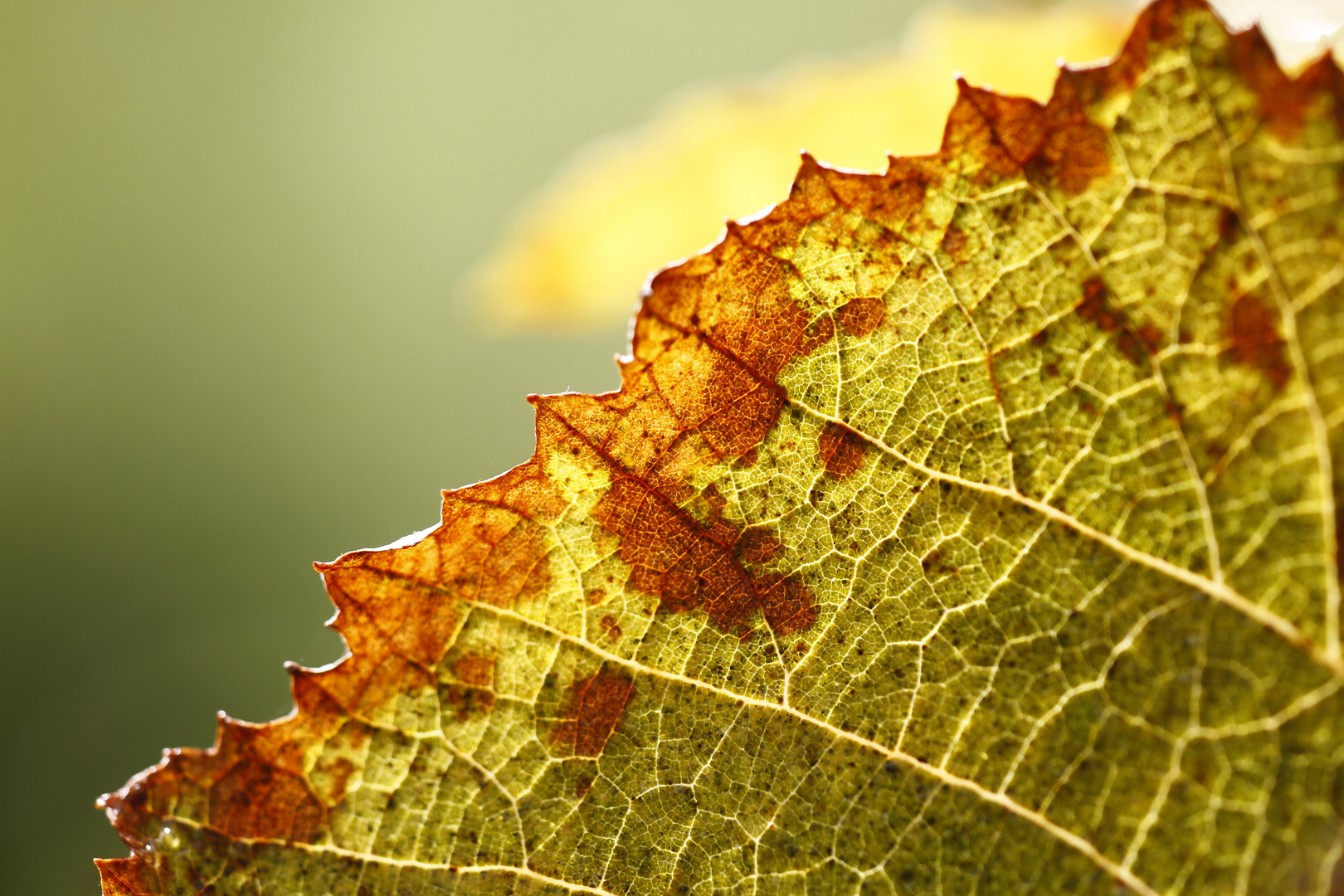 gezeichnet vom Herbst