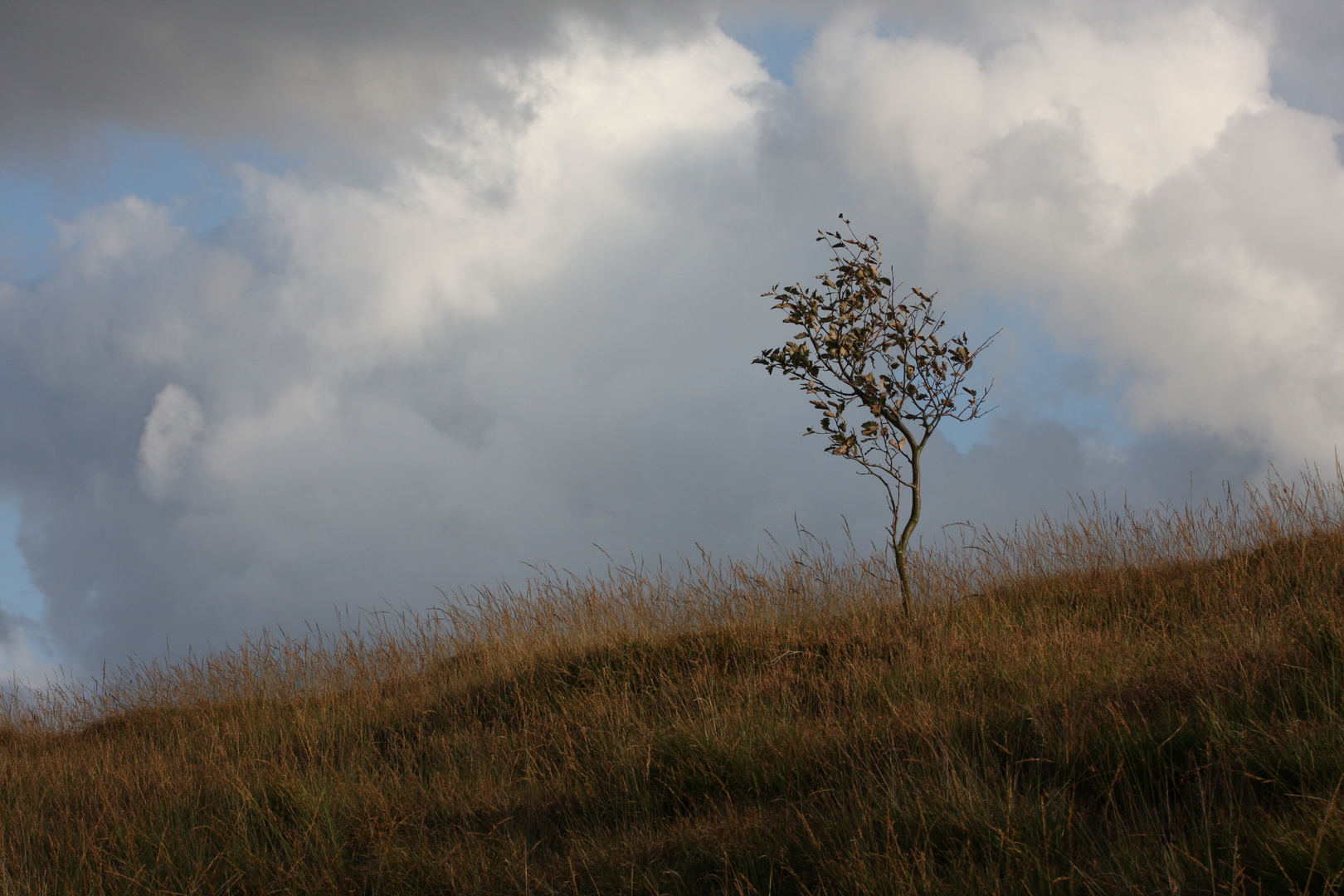 Gezeichnet vom Wind