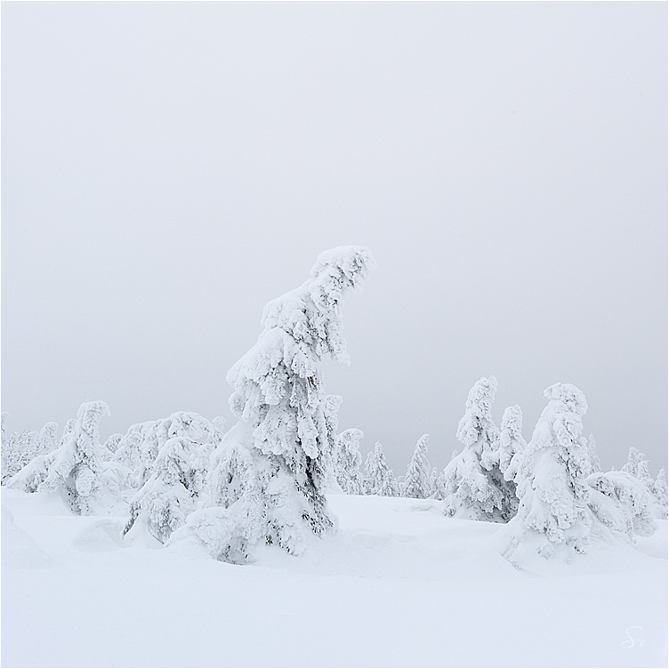 Gezeichnet von Schnee und Wind Foto & Bild | jahreszeiten ...
