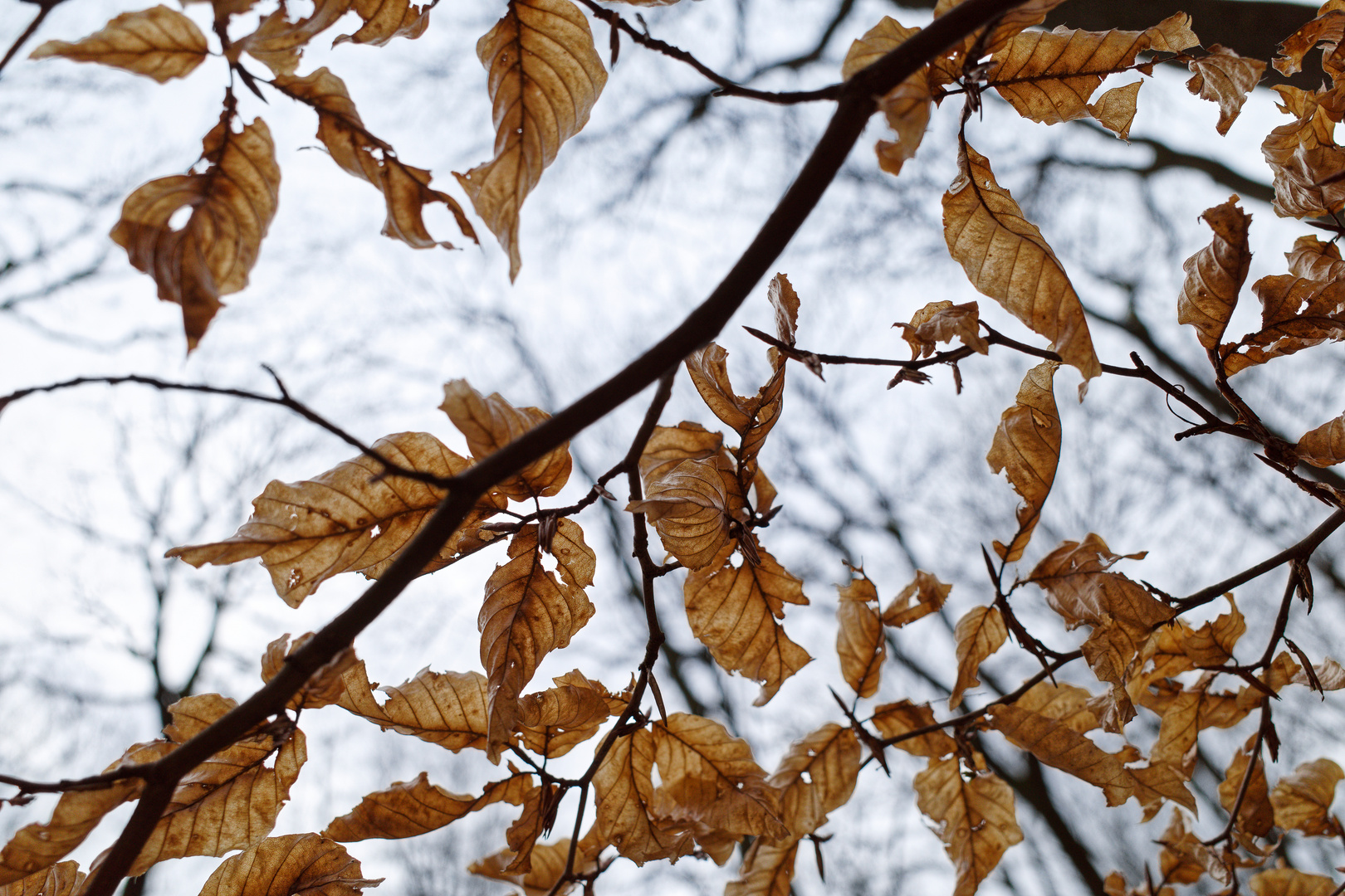 gezeichnet von Wind und Wetter